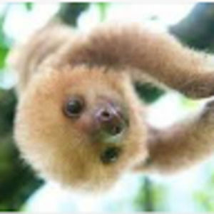 Meet your Posher, Animalgirl44